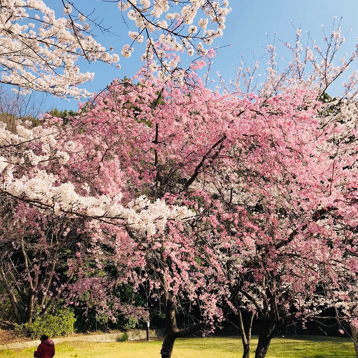 🌳 오야마다이리 공원 이미지 5